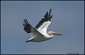 _0SB4873 american white pelican
